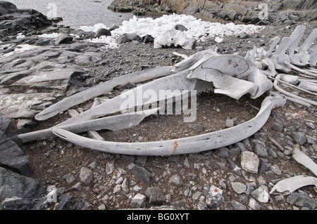 Old whale skeleton, Jougla Point near Port Lockroy, Antarctic Peninsula, Antarctica, Polar Regions Stock Photo