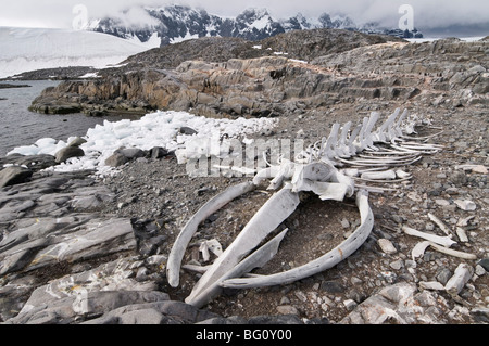 Old whale skeleton, Jougla Point near Port Lockroy, Antarctic Peninsula, Antarctica, Polar Regions Stock Photo