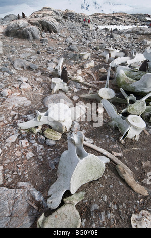 Old whale skeleton, Jougla Point near Port Lockroy, Antarctic Peninsula, Antarctica, Polar Regions Stock Photo