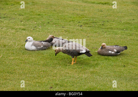 Upland goose, Port Stanley, Falkland Islands, South America Stock Photo