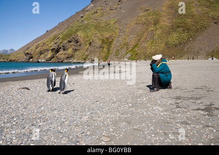 King penguins, Moltke Harbour, Royal Bay, South Georgia, South Atlantic Stock Photo