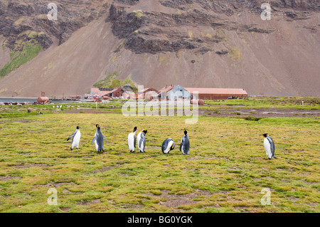 King Penguins in front of Old Whaling station at Stromness Bay, South Georgia, South Atlantic Stock Photo