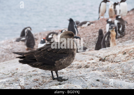 Brown skua, Cuverville Island, Antarctic Peninsula, Antarctica, Polar Regions Stock Photo