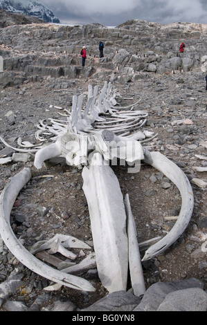 Old whale skeleton, Jougla Point near Port Lockroy, Antarctic Peninsula, Antarctica, Polar Regions Stock Photo