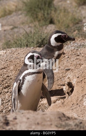 Magellanic penguins, Punta Cantor, Valdes Peninsula, Patagonia, Argentina, South America Stock Photo