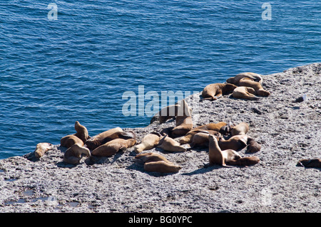 Sea lions at Punta Piramide, Valdes Peninsula, Patagonia, Argentina, South America Stock Photo