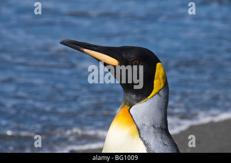 King penguin, Moltke Harbour, Royal Bay, South Georgia, South Atlantic Stock Photo