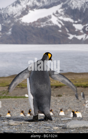 King penguins, St. Andrews Bay, South Georgia, South Atlantic Stock Photo