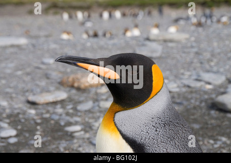 King penguin, St. Andrews Bay, South Georgia, South Atlantic Stock Photo