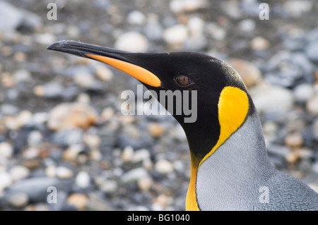 King penguin, St. Andrews Bay, South Georgia, South Atlantic Stock Photo