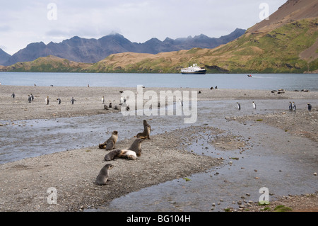 Fur seals and king penguins, Stromness Bay, South Georgia, South Atlantic Stock Photo
