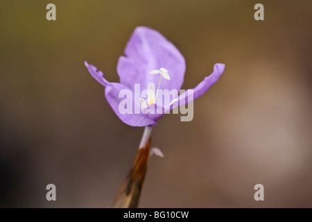 Purple Flag (Patersonia occidentalis) growing in Perth, Western Australia. Stock Photo