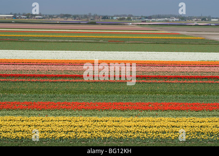 Fields of flowers growing near Keukenhof Gardens, near Leiden, Netherlands, Europe Stock Photo