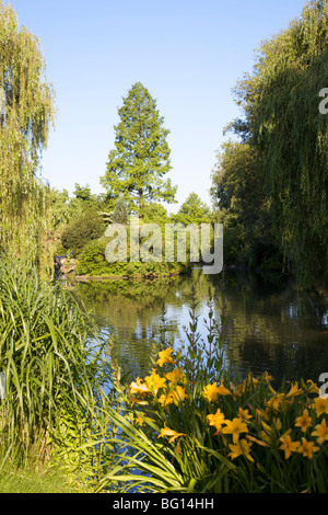 A pond in Queen Marys Gardens, Regents Park, London, England, United Kingdom, Europe Stock Photo