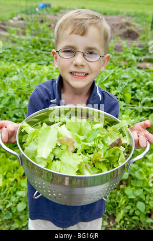 Young boy collecting lettuce from garden Stock Photo