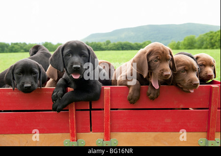 Labrador retriever puppies in a wagon Stock Photo