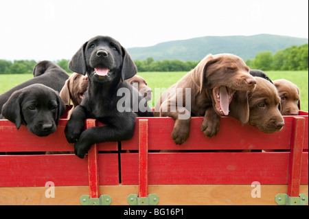 Labrador retriever puppies in a wagon Stock Photo