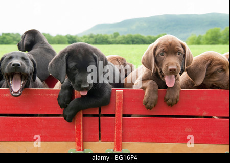 Labrador retriever puppies in a wagon Stock Photo