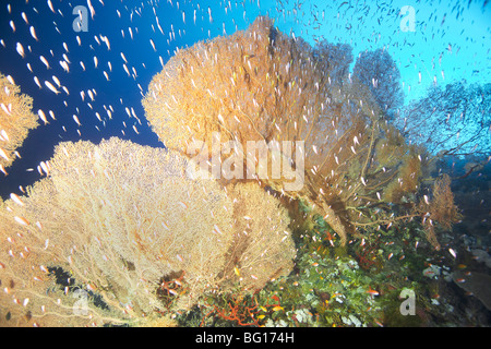 Giant fan coral Stock Photo