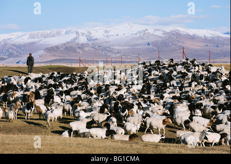 Shepherd tending a flock of sheep, Bayanbulak, Xinjiang Province, China, Asia Stock Photo