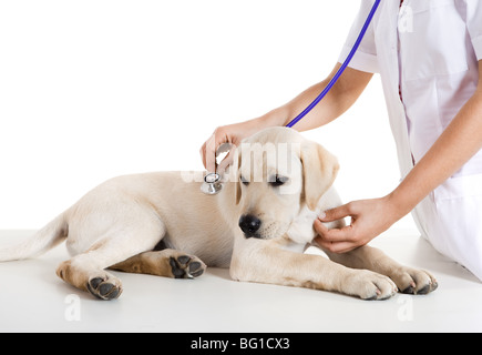 Young female veterinary taking care of a beautiful labrador dog Stock Photo