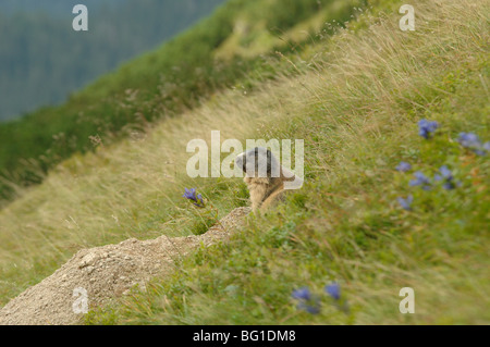 The Slovak sub species of the Alpine Marmot Marmota marmota tatrica in siroka dolina valley in the low tatra mountains slovakia Stock Photo