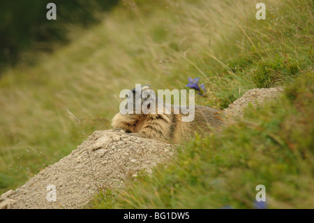 The Slovak sub species of the Alpine Marmot Marmota marmota tatrica in siroka dolina valley in the low tatra mountains slovakia Stock Photo