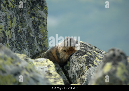 The Slovak sub species of the Alpine Marmot Marmota marmota tatrica in siroka dolina valley in the low tatra mountains slovakia Stock Photo