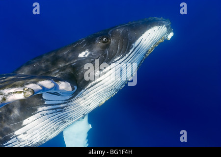 humpback whale, Megaptera novaeangliae, Hawaii, USA, Pacific Ocean Stock Photo