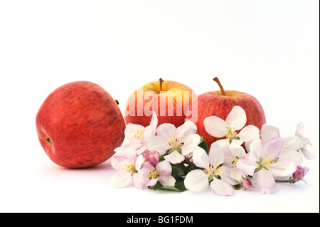 Apple and apple-tree blossoms Stock Photo
