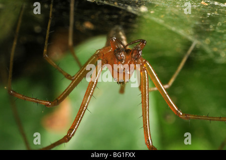 Linyphid spider hanging from its web. Stock Photo
