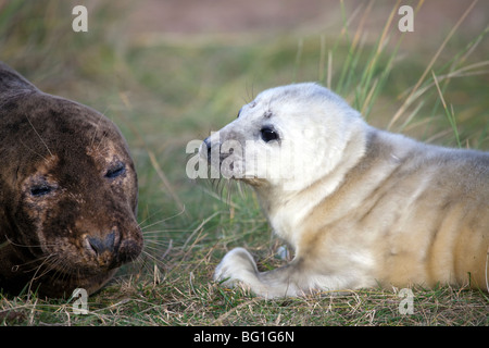 grey seal pup posing on the beach at Donna Nook, Somercoates, lincolnshire, England Stock Photo