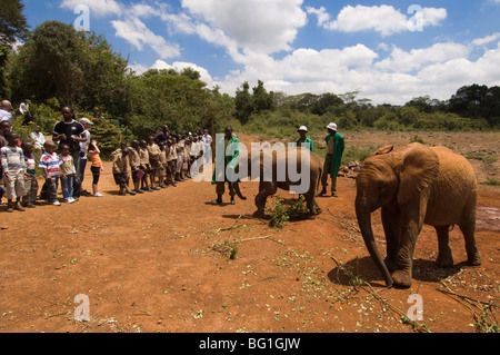 David Sheldrick Wildlife Trust, Elephant Orphanage, Nairobi, Kenya, East Africa, Africa Stock Photo