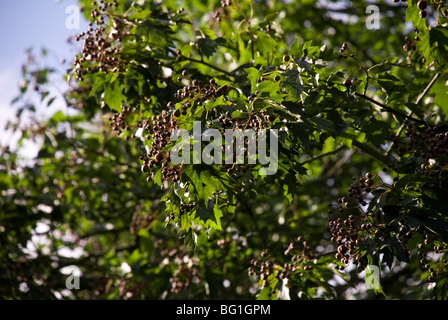 Sorbus torminalis, Wild Service tree Stock Photo