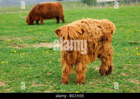 Calf, red-brown Highland Cattle, Kyloe Stock Photo