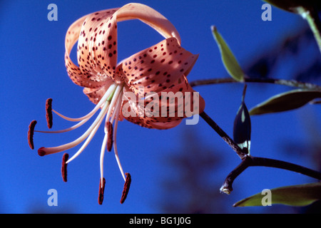 Tiger Lily, aka Columbia Lily (Lilium columbianum), Flower blooming in Spring Stock Photo