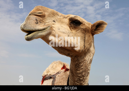 A close-up view of the head of a dromedary camel, against a slightly cloudy sky Stock Photo
