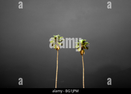 Two palm trees just before a storm, Santa Barbara, California Stock Photo