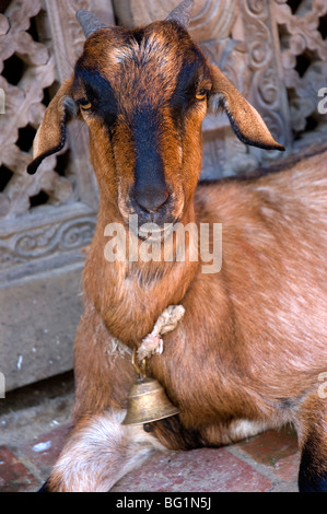 Goat at the small village of Bungamati, Nepal Stock Photo