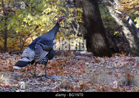 Wild male Gould's turkey (Meleagris gallopavo mexicana), Southern Arizona Stock Photo