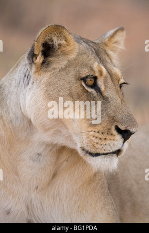 Lioness (Panthera leo), Kgalagadi Transfrontier Park, South Africa, Africa Stock Photo