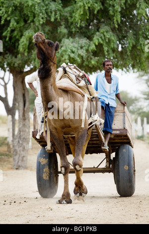 Camel cart in Camel Breeding and Research Center in Bikaner, Rajasthan, India. Stock Photo