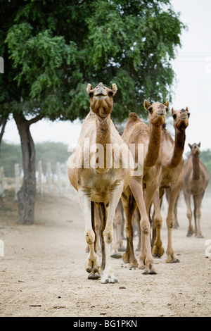 Young camels in Camel Breeding and Research Center in Bikaner, Rajasthan, India. Stock Photo