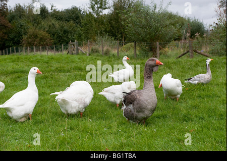 Free Range Geese Stock Photo