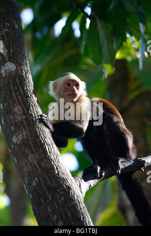 White faced Capuchin monkey, Montezuma, Nicoya Peninsula, Costa Rica, Central America Stock Photo