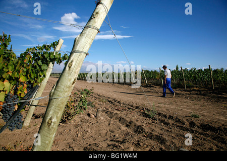 Vineyards and the Andes mountains in Valle de Uco, Mendoza, Argentina, South America Stock Photo