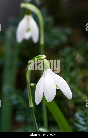Close up of snowdrop flower with out of focus flower behind and green background Stock Photo