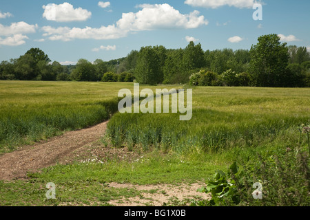 Barley field in the Kennet Valley, Woolhampton, Berkshire, UK Stock Photo