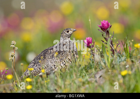 White-tailed ptarmigan (Lagopus leucurus) hen among wildflowers, Uncompahgre National Forest, Colorado, United States of America Stock Photo