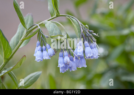 Mountain bluebell (Mertensia ciliata), Yankee Boy Basin, Uncompahgre National Forest, Colorado, United States of America Stock Photo